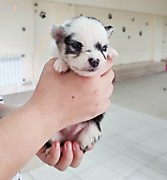 Мальчик помски