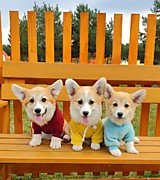 Щеночки Корги