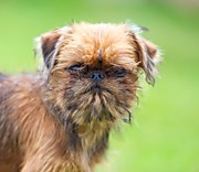 Брюссельские гриффоны