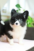 Девочка Дэлис ( Дэля)