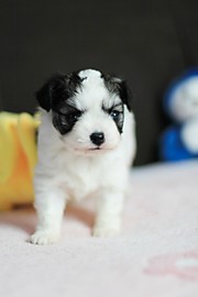 Чихуа Хуа Мальчик 